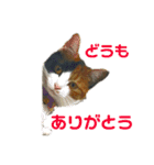 レオタマスタンプ（個別スタンプ：5）