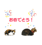 レオタマスタンプ（個別スタンプ：6）