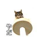 レオタマスタンプ（個別スタンプ：8）