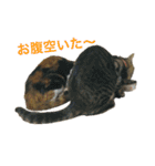 レオタマスタンプ（個別スタンプ：21）