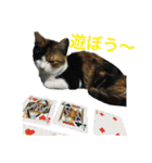 レオタマスタンプ（個別スタンプ：23）