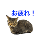 レオタマスタンプ（個別スタンプ：27）