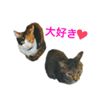 レオタマスタンプ（個別スタンプ：31）