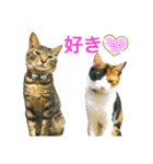 レオタマスタンプ（個別スタンプ：32）