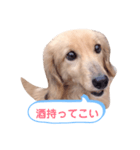 ちょろのお酒日和（個別スタンプ：1）