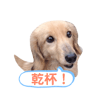 ちょろのお酒日和（個別スタンプ：8）