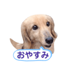 ちょろのお酒日和（個別スタンプ：12）