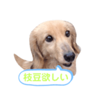 ちょろのお酒日和（個別スタンプ：16）