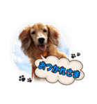 可愛いダックスちゃん（2）（個別スタンプ：1）