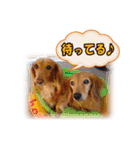 可愛いダックスちゃん（2）（個別スタンプ：6）
