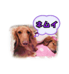 可愛いダックスちゃん（2）（個別スタンプ：8）