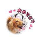 可愛いダックスちゃん（2）（個別スタンプ：13）