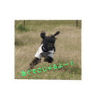 黒プードルの吉右衛門でごじゃるよー（個別スタンプ：3）