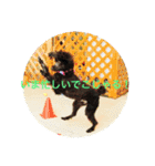 黒プードルの吉右衛門でごじゃるよー（個別スタンプ：16）