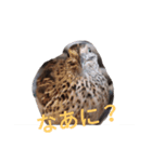 ウズラのずーちゃん（個別スタンプ：2）