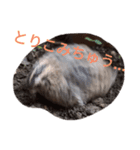 ウズラのずーちゃん（個別スタンプ：3）