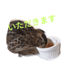 ウズラのずーちゃん（個別スタンプ：5）