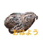 ウズラのずーちゃん（個別スタンプ：6）