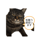 familyのmartin（個別スタンプ：3）