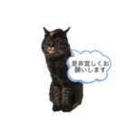familyのmartin（個別スタンプ：4）