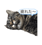 familyのmartin（個別スタンプ：8）