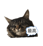 familyのmartin（個別スタンプ：10）