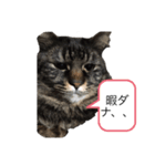 familyのmartin（個別スタンプ：11）