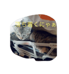 linpekokuro（個別スタンプ：2）