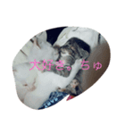 linpekokuro（個別スタンプ：3）