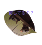linpekokuro（個別スタンプ：4）