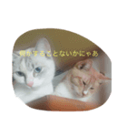 linpekokuro（個別スタンプ：6）