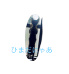 linpekokuro（個別スタンプ：7）