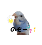 いんこのぷーちゃん2（個別スタンプ：6）