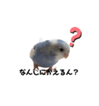 いんこのぷーちゃん2（個別スタンプ：10）