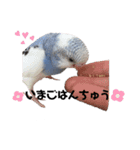 いんこのぷーちゃん2（個別スタンプ：13）