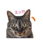 杏仁catの日常（個別スタンプ：1）