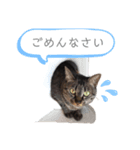 杏仁catの日常（個別スタンプ：3）