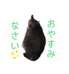 杏仁catの日常（個別スタンプ：6）