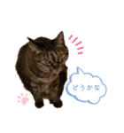 杏仁catの日常（個別スタンプ：7）