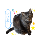 杏仁catの日常（個別スタンプ：8）