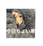 かぞくすたんぷぅ（個別スタンプ：9）