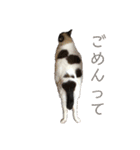 かぞくすたんぷぅ（個別スタンプ：12）