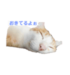 かぞくすたんぷぅ（個別スタンプ：17）