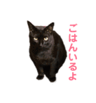 かぞくすたんぷぅ（個別スタンプ：20）