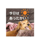 かぞくすたんぷぅ（個別スタンプ：23）