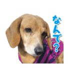 ローリー君のスタンプ（個別スタンプ：1）