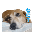 ローリー君のスタンプ（個別スタンプ：2）