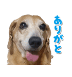 ローリー君のスタンプ（個別スタンプ：3）