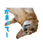 ローリー君のスタンプ（個別スタンプ：5）