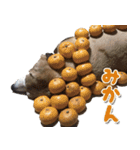 ローリー君のスタンプ（個別スタンプ：6）